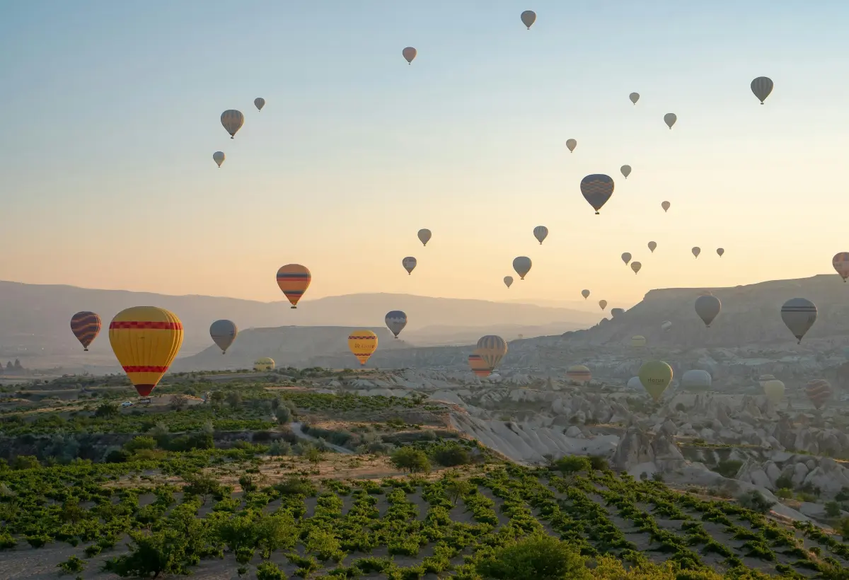 Hot air balloons rising over vineyard terraces in Cappadocia at sunrise.