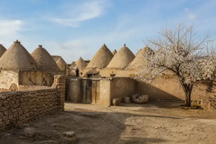 Traditional mud-brick beehive houses and a flowering tree in a Harran courtyard.